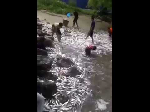 If the world's most populous fish swarm ashore