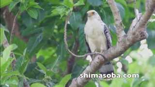 今期初、カンムリワシ幼鳥(動画あり)