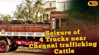 preview picture of video 'Jan 5, 2013 - Seizure of 4 Trucks near Chennai trafficking Cattle.https://www.facebook.com/pfcii'