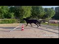 Magnifique mâle d’avenir pour le CSO ou CCE