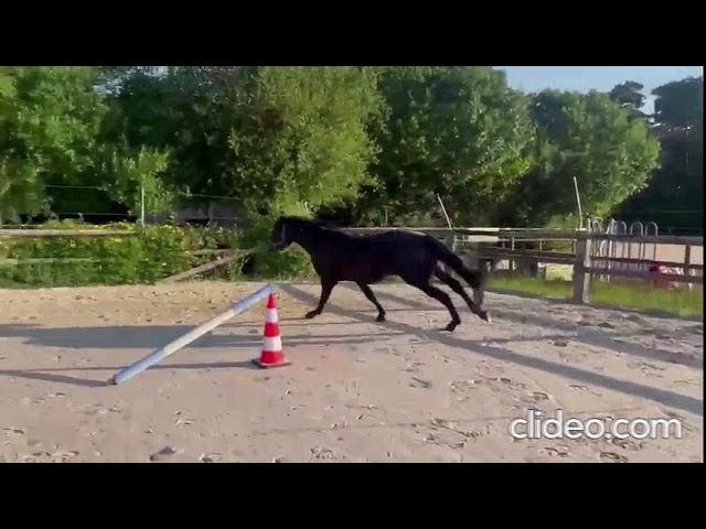 Magnifique m&acirc;le d&rsquo;avenir pour le CSO ou CCE 