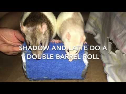 Rat Tricks - Shadow and Latte do a Double Barrel Roll