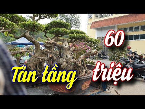 SH.5995. Phôi Sanh tán tầng giá 60 triệu đồng chơi được không các bác.