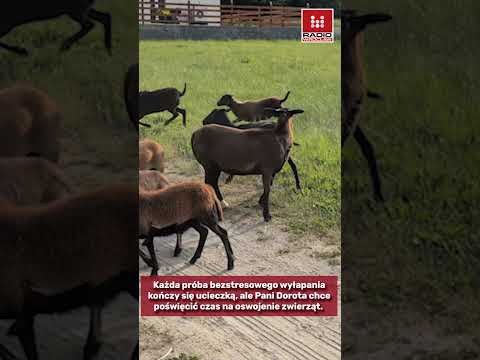 Ucieczka owiec kameruńskich. Mieszkańcy proszą o wsparcie