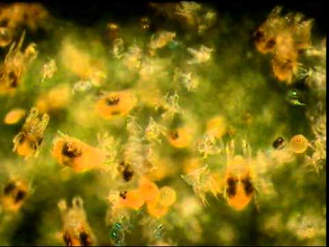 Eco-Mite-25%-Pre-trt-1-Two Spotted-Spider-Mite