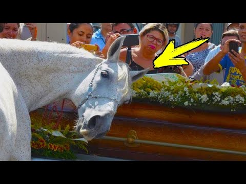 Kali erdhi në funeralin e pronarit dhe ndodhi diçka e pabesueshme!