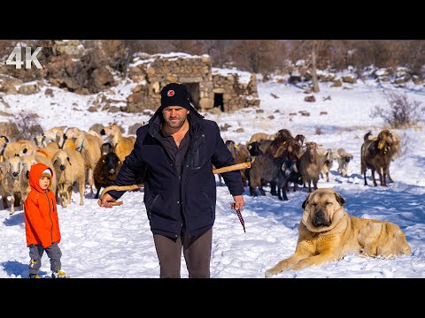 , title : 'Yüksek Dağda Kış Sessizliği- Zorlu Kış Çobanlığı ve Anadolu Aslanları | Belgesel-4K'