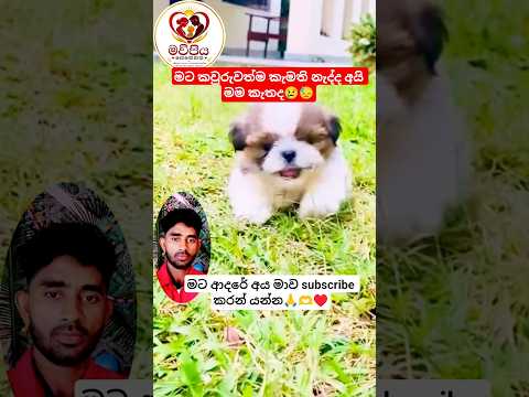 මම ඇත්තටම කැතද?😢😓Like♥️ දාන්න 😢 #shortsfeed #animals #viral #sad #love #funniestvideo