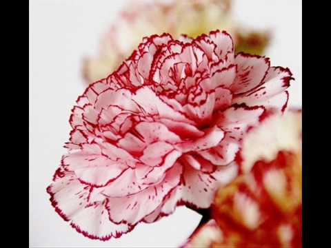 Brontosauři - rybka.wmv