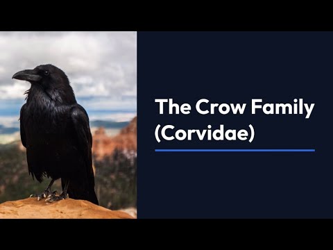 Insights into the Crow Family: Corvidae's Evolution, Intelligence, and Interactions with Humans