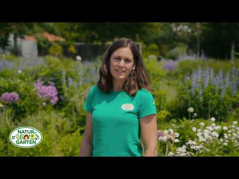 Pflege von Staudenbeeten