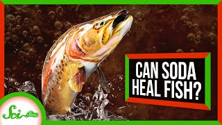 Can Soda Save a Dying Fish?