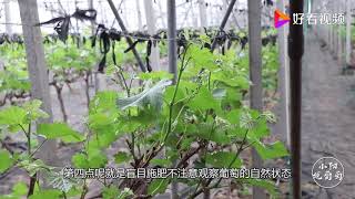春季葡萄施肥都有哪些误区？农村小伙细致讲解