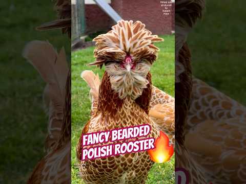 Bearded Polish rooster of the bantam type crowing! With Chamois plumage color #polishchicken #hühner