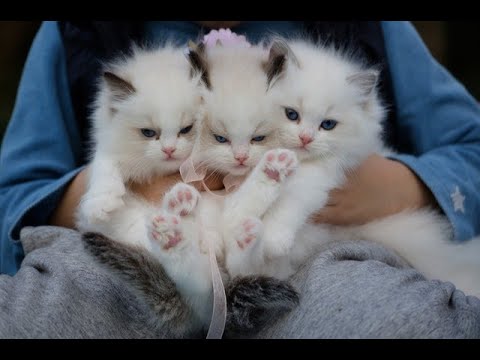 Funniest cats don't try to hold back laughter- cute and funny cats /