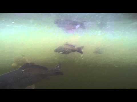 Šarani i dalje plivaju