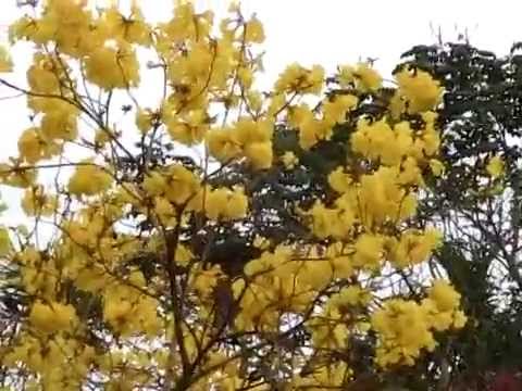 黃鐘木 (風鈴木) Tabebuia Chrysantha (Yellow Pui)