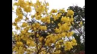 黃鐘木 (風鈴木) Tabebuia Chrysantha (Yellow Pui)