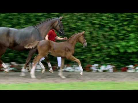 57 Batman S Hengst v. Baccardi - Sir Donnerhall I