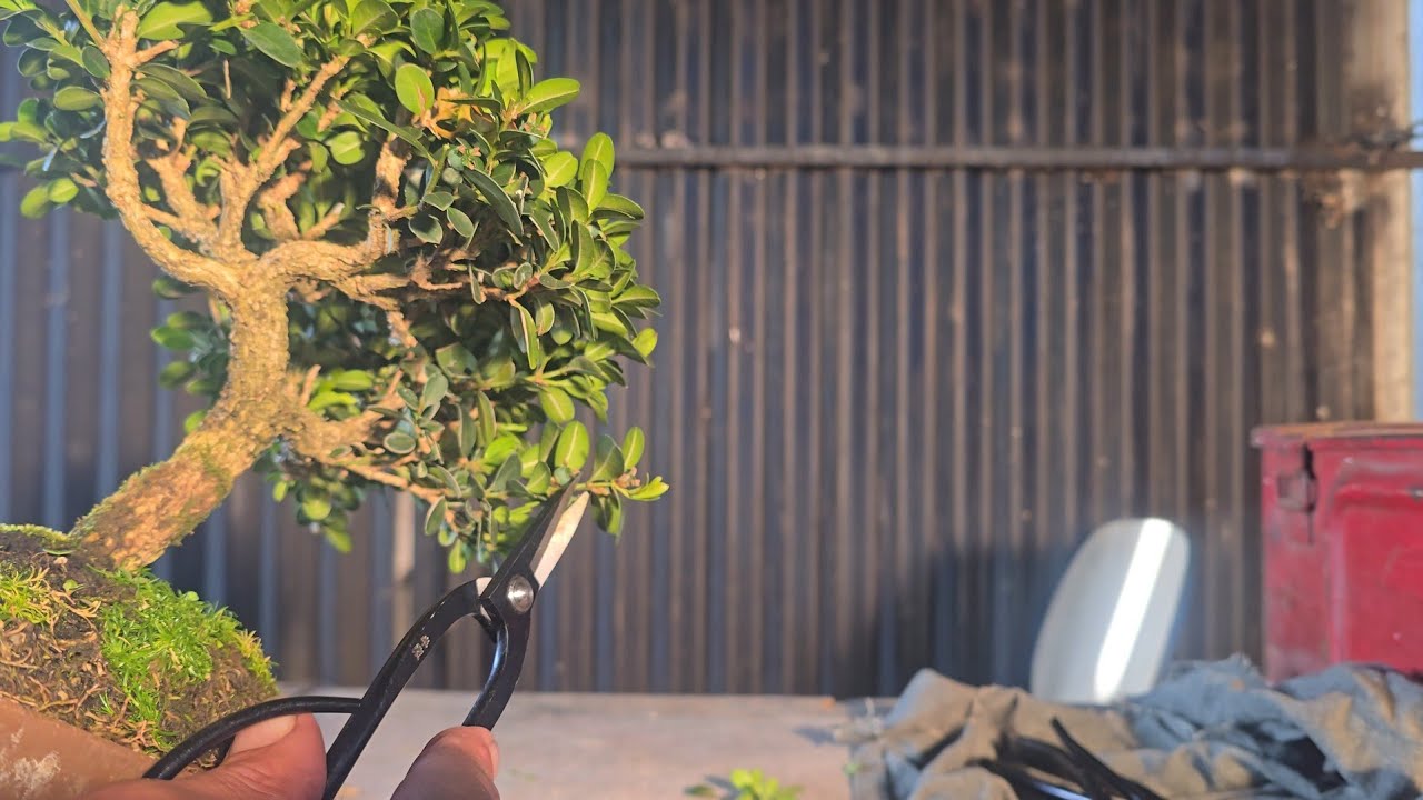 Daughter's Baby Bonsai gets a repot and some work