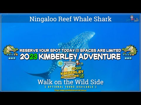 Whale Shark 2022 Kimberley Adventure