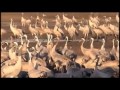 WATCH Crane Project Satisfies Both Sides Of Israeli Bird Debate