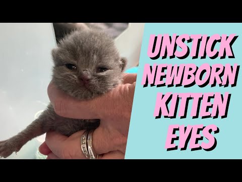Un-sticking Your Kitten's Eyes - Cat Breeding For Beginners, Cattery Advice for Breeders