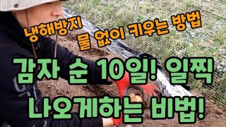 감자농사 수확 많이하고 감자 순 10일 일찍 나오게 하는비법! #감자농사 #감자심는방법 #감자순자르는방법 #…