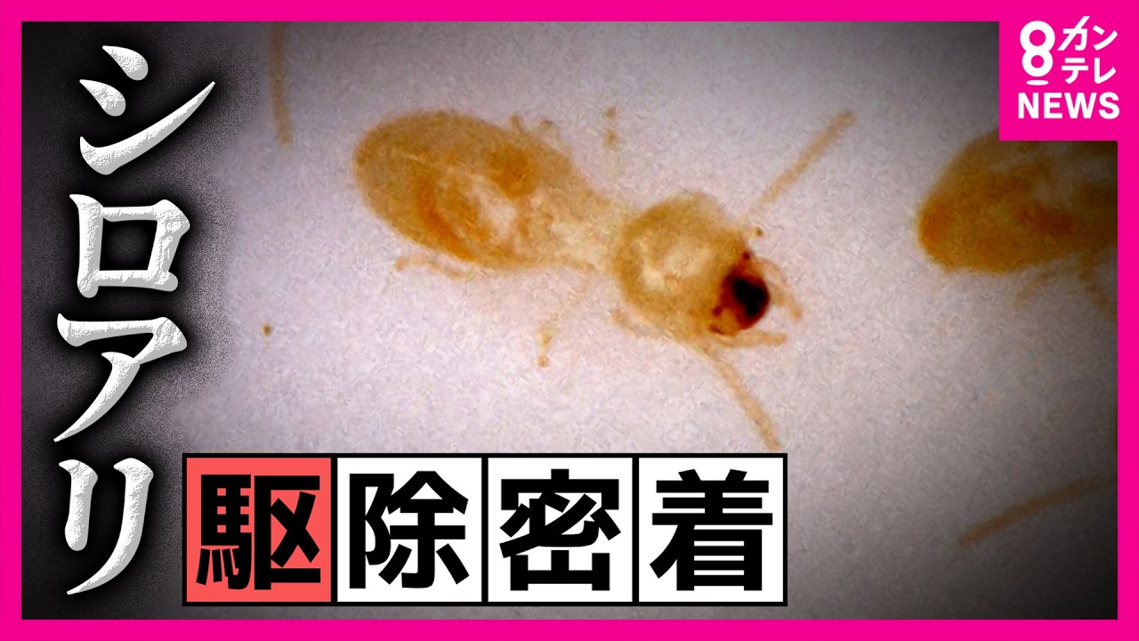 レスキューハウス by アビリティ TV紹介動画