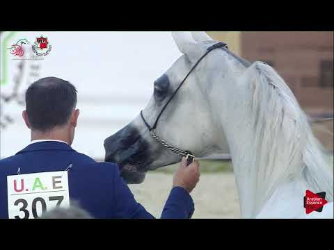 N 307 PUYSTYNNA FIESTA   UAE Nationals 2019