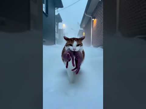 😭 this kitten.... 😭 #dog #cat #dogs #cats #trend