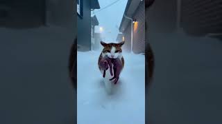 😭😭😭 kitten 😭😭😭 #dog #cat #dogs #cats #tr