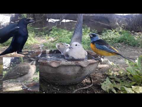 #81 Naranjeros Tordo renegrido Torcaza Zorzal chalchalero 1609 2025