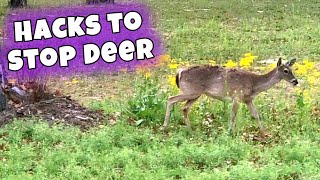 Dollar Store Garden Hacks! Keep Deer Out | Texas zone 8b 9a 🦌