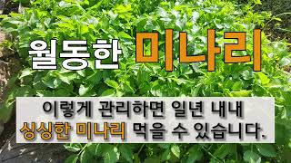 월동한 미나리 관리 이렇게 하면 1년 내내 싱싱한 미나리 먹을 수 있습니다. 주말농장 도시텃밭 미나리 가꾸기…
