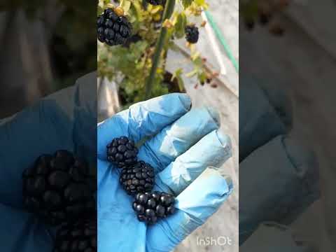 アロニア・メラノカルパ（黒い果実のチョークベリー）をいつ、どのように植えるのですか？  庭園