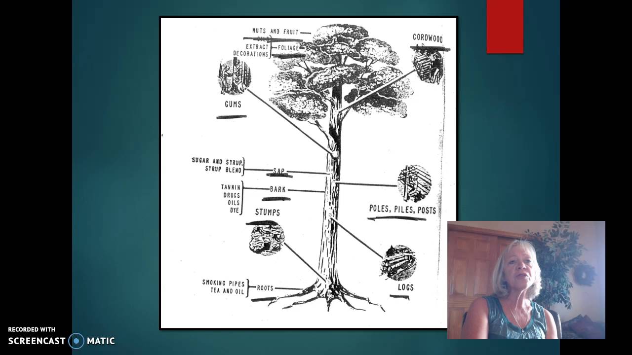 Forest Management - A Review