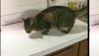 Raise a Well-Behaved Cat : Use Water to Keep Cats Off Counter Tops