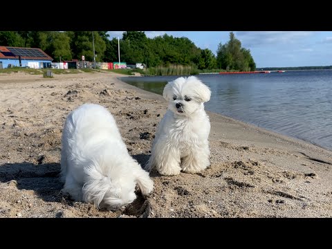 Surprising My Maltese Puppies With a Beachfront Home! 🏖