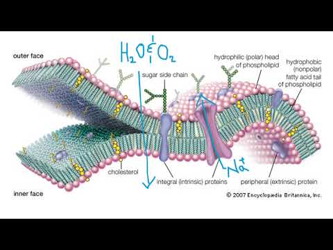 CELL MEMBRANE - OVERVIEW
