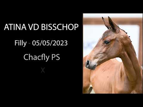 Nr 19 ATINA VD BISSCHOP (Chacfly PS x United Touch S)