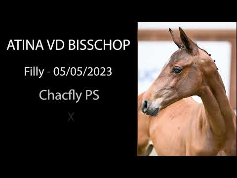 Atina vd Bisschop (Chacfly PS x United Touch S)