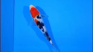 video van Sanke SA-V25-10274