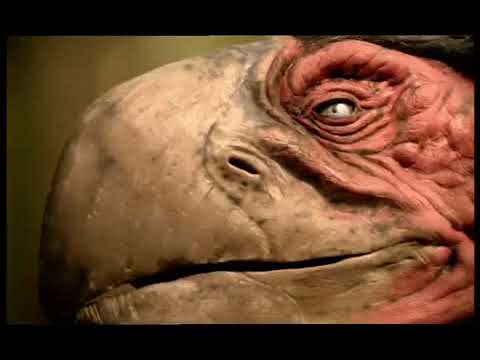 Walking with Beasts Se1 - Ep01 New Dawn - Part 05