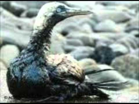 Helpyourselfish / Hellfish  ( Video von Ironskullface )