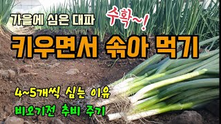 대파농사 가을에 심은 대파 솎아 수확해 먹는 방법 대파 추비 대파를 4~5개씩 심어 가꾸는 이유
