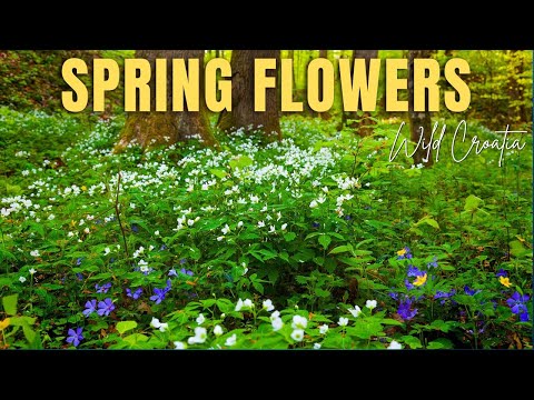 Forest flowers in spring
