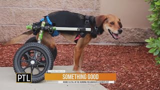 Something Good: Boone is still in the hunt for America's Favorite Pet