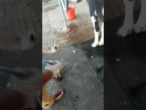 Collection of Ruminal fluid from left flank region with aseptic procedure (In HF Cow)