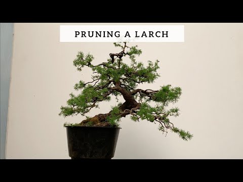 Pruning a Larch Bonsai
